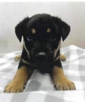 JL - Toucan -  German Shepherd Dog Dog for Adoption in Vancouver, Washington - JL - Toucan | PetCurious