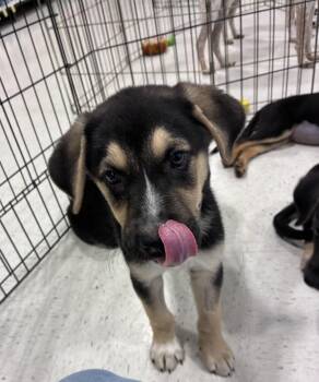 Mickey -  Shepherd Dog for Adoption in Mobile, Alabama - Mickey | PetCurious