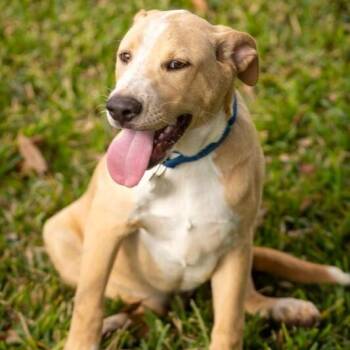 Labrador Retriever and Pit Bull Terrier Dogs Available for Adoption - Ace Freckle Face | PetCurious