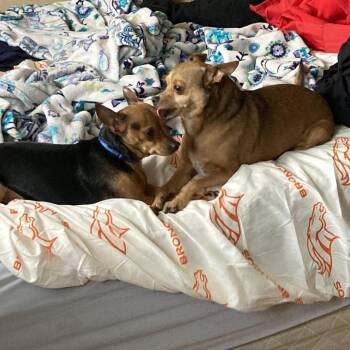 Barbeque -  Miniature Pinscher and Chihuahua Dog for Adoption in Ramona, California - Barbeque | PetCurious