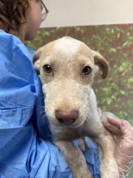 Sketch -  Labrador Retriever and Mixed Breed Dog for Adoption in San Antonio, Texas - Sketch | PetCurious
