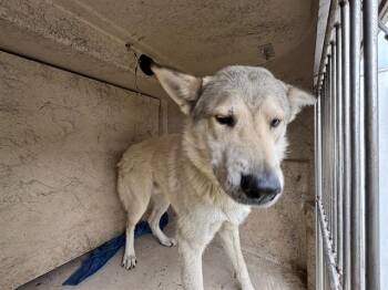 Siberian Husky and Mixed Breed Dogs Available for Adoption in Oklahoma City, Oklahoma - A473584 | PetCurious