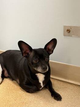 Chihuahua Dogs Available for Adoption - Reeses | PetCurious