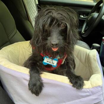 Walsh -  Terrier and Mixed Breed Dog for Adoption in Wake Forest, North Carolina - Walsh | PetCurious