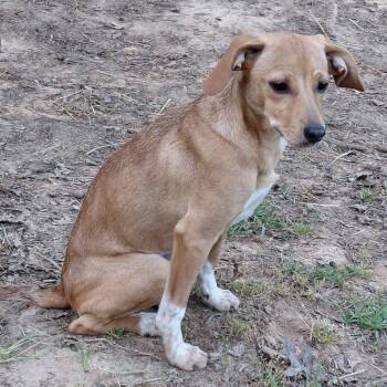 Feist and Mixed Breed Dogs Available for Adoption in Aberdeen, North Carolina - Fawn | PetCurious