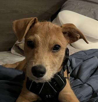 Barney Bedazzle - local pup -  Irish Terrier and Yellow Labrador Retriever Dog for Adoption in Andover, Massachusetts - Barney Bedazzle - Local Pup | PetCurious