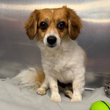 Terrier and Mixed Breed Dogs Available for Adoption in Parkersburg, West Virginia - Ernest | PetCurious