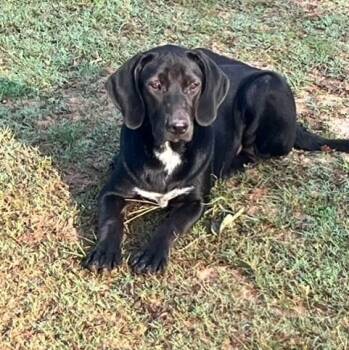 Wallaby -  Labrador Retriever Dog for Adoption in Williston, Vermont - Wallaby | PetCurious