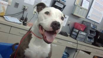 Rescue Mixed Breed Dogs for Adoption in Dallas, Texas - ROCKY | PetCurious