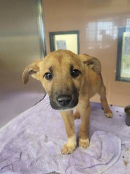 Shepherd Dogs Available for Adoption - 220 Zeus | PetCurious