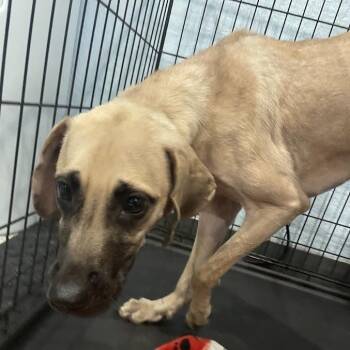 0672-D26 -  Hound and Mixed Breed Dog for Adoption in Port Charlotte, Florida - 0672-D26 | PetCurious