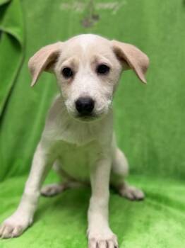 STORY -  Great Pyrenees and Mixed Breed Dog for Adoption in Conroe, Texas - STORY | PetCurious
