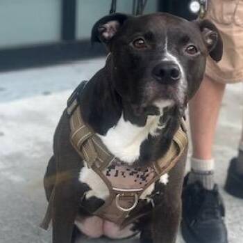Pit Bull Terrier and Black Labrador Retriever Dogs Available for Adoption in New York, New York - Baby Jojo | PetCurious