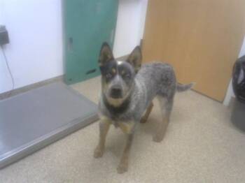 Australian Cattle Dog Blue Heeler Dogs Available for Adoption in Albuquerque, New Mexico - BLUEY | PetCurious