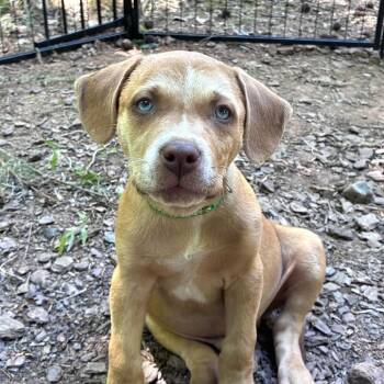 Reebok -  Hound Dog for Adoption in Wake Forest, North Carolina - Reebok | PetCurious