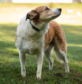 Shawndea -  Australian Cattle Dog Blue Heeler Dog for Adoption in Stratham, New Hampshire - Shawndea | PetCurious