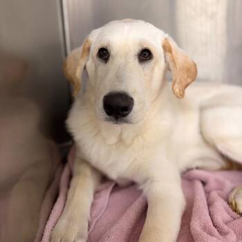 Sam -  Mixed Breed Dog for Adoption in Spokane, Washington - Sam | PetCurious