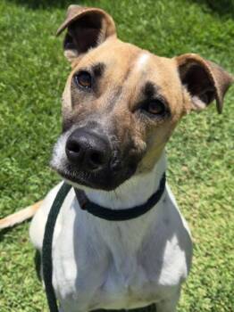 Terrier and Mixed Breed Dogs Available for Adoption in Honolulu, Hawaii - Montana Rose | PetCurious