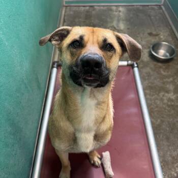 Sullivan -  Shepherd Dog for Adoption in Hiawatha, Kansas - Sullivan | PetCurious
