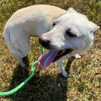 Rescue Mixed Breed Dogs for Adoption in Fredericksburg, Virginia - Dustox | PetCurious