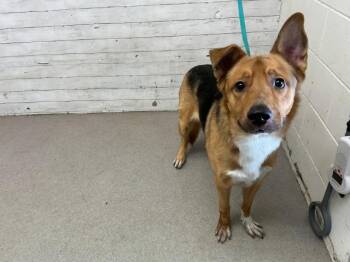 German Shepherd Dog and Mixed Breed Dogs Available for Adoption - TOMMY BOY | PetCurious