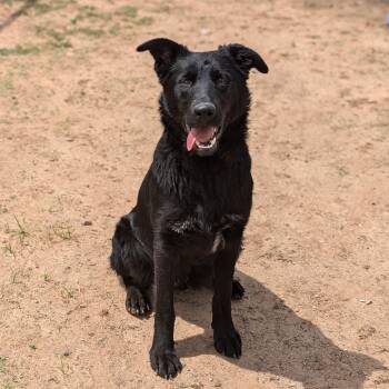 Rescue Black Labrador Retriever and Collie Dogs for Adoption in Sand Springs, Oklahoma - Pinto Bean | PetCurious
