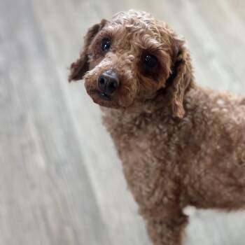 Miniature Poodle Dogs Available for Adoption in Brockport, New York - Sedona | PetCurious
