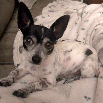 Chihuahua and Mixed Breed Dogs Available for Adoption - Rex | PetCurious