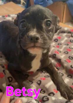 Boston Terrier and Chihuahua Dogs Available for Adoption in Dallas, Texas - Betsy | PetCurious