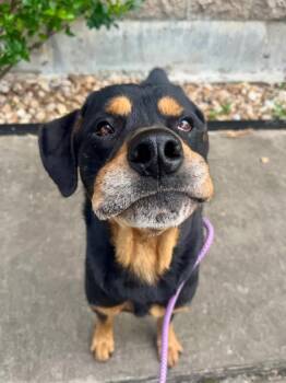 Sam -  Rottweiler Dog for Adoption in Polk, Ohio - Sam | PetCurious