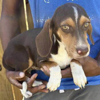 Beagle Dogs Available for Adoption - Max - Local April 10-12 | PetCurious