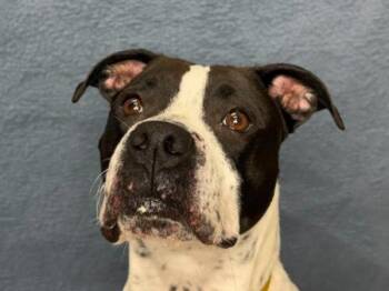 Elowen -  Pit Bull Terrier and Boxer Dog Available for Adoption in Portland, Oregon - Elowen | PetCurious