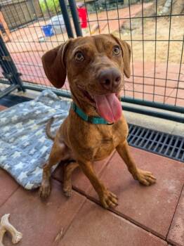 Echo (AVAILABLE 8/31) -  Mixed Breed Dog for Adoption in Leverett, Massachusetts - Echo (AVAILABLE 8/31) | PetCurious
