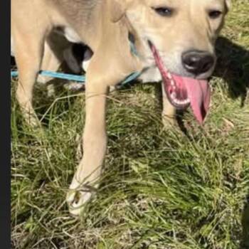 Rescue Mixed Breed Dogs for Adoption in Perryville, Arkansas - Matthew | PetCurious