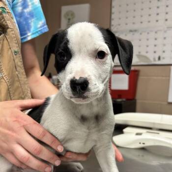 Pugsley -  Hound and Pit Bull Terrier Dog for Adoption in Newport, North Carolina - Pugsley | PetCurious
