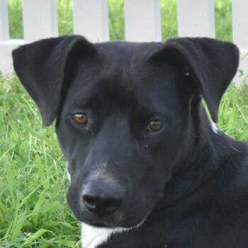 Rescue Mixed Breed Dogs for Adoption in Auburn, Nebraska - Zinnia | PetCurious