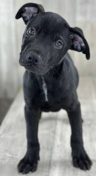 Terrier and Mixed Breed Dogs Available for Adoption in Shreveport, Louisiana - Astro | PetCurious