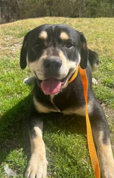 Pit Bull Terrier Dogs Available for Adoption in Benton, Arkansas - Billy | PetCurious