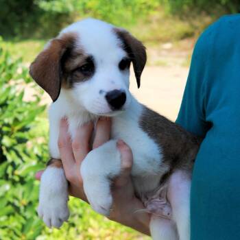 CT Smolder avail Aug 15 (Tractor Supply- Putnam, CT) -  Australian Shepherd and Mixed Breed Dog for Adoption in Eastford, Connecticut - CT Smolder Avail Aug 15 (Tractor Supply- Putnam, CT) | PetCurious