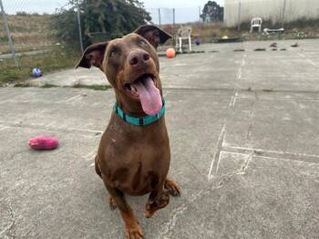 LITTLEFOOT -  Doberman Pinscher Dog for Adoption in Mckinleyville, California - LITTLEFOOT | PetCurious