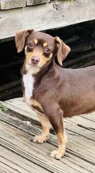 Rescue Dachshund and Terrier Dogs for Adoption in Humble, Texas - Phoebe | PetCurious