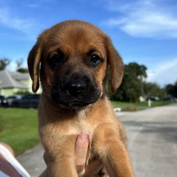Dill -  Black Mouth Cur and Beagle Dog for Adoption in Hobe Sound, Florida - Dill | PetCurious