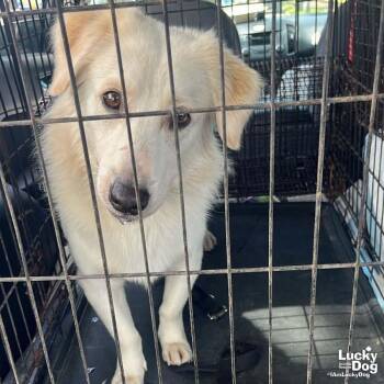 Labrador Retriever and Golden Retriever Dogs Available for Adoption in Washington, District Of Columbia - Mills | PetCurious