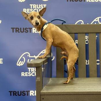 Chihuahua Dogs Available for Adoption - MICADO | PetCurious