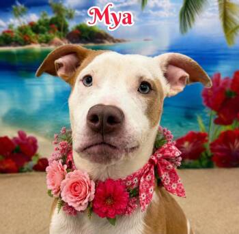 Mya -  Mixed Breed Dog for Adoption in Flint, Michigan - Mya | PetCurious