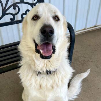 MIchael -  Great Pyrenees Dog for Adoption in New Richmond, Wisconsin - MIchael | PetCurious