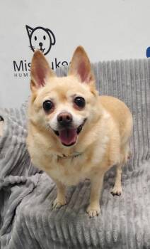 Chloe Bell (7164) -  Chihuahua Dog for Adoption in Lake City, Michigan - Chloe Bell (7164) | PetCurious