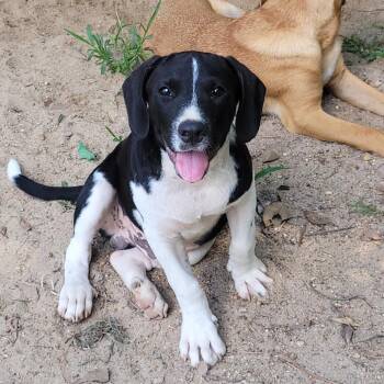 Linus -  Hound Dog for Adoption in Jena, Louisiana - Linus | PetCurious