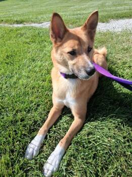 Brutus -  Pomeranian and Siberian Husky Dog for Adoption in Fremont, Ohio - Brutus | PetCurious