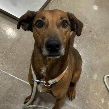 Hound Dogs Available for Adoption - Corkey Of Republic | PetCurious